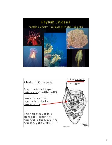 Phylum Cnidaria Phylum Cnidaria