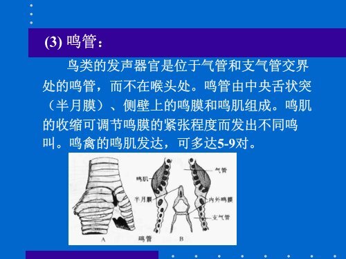 (3) 鸣管 : 鸟类的