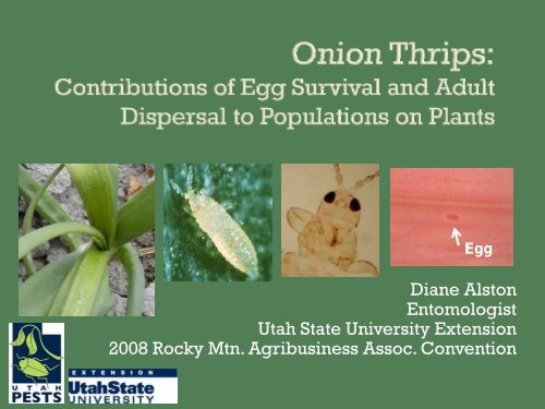 Onion Thrips - Utah Pests - Utah State University