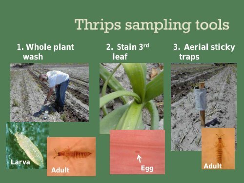 Onion Thrips - Utah Pests - Utah State University