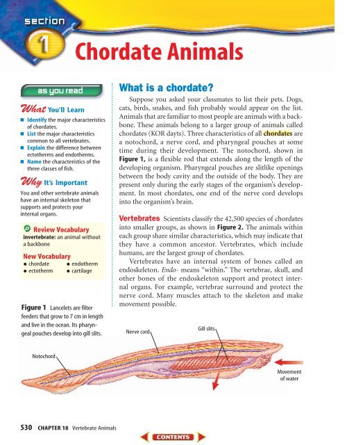 Chapter 18: Vertebrate Animals