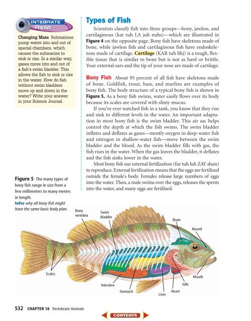 Chapter 18: Vertebrate Animals