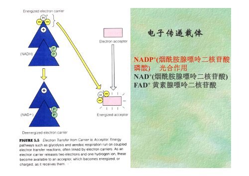 ç¬¬äºç« ç©è´¨ä»£è°¢ä¸è½éè½¬æ¢ - åäº¬å¤§å­¦çå½ç§å­¦å­¦é¢