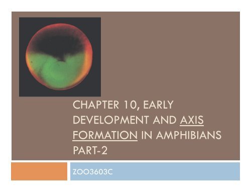 chapter 10, early development and axis formation in amphibians part-2