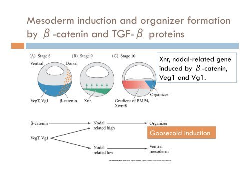 chapter 10, early development and axis formation in amphibians part-2