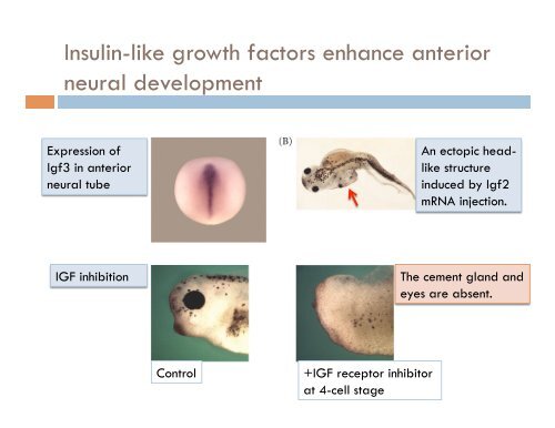 chapter 10, early development and axis formation in amphibians part-2