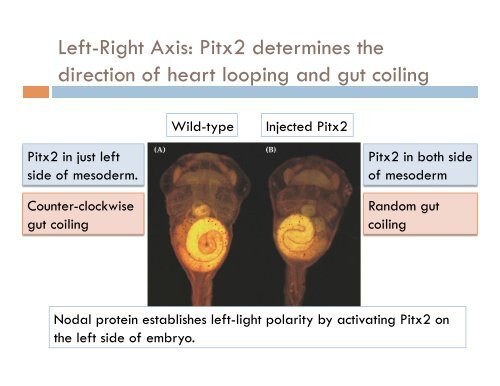 chapter 10, early development and axis formation in amphibians part-2