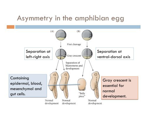 chapter 10, early development and axis formation in amphibians part-2
