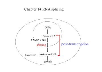 Chapter 14 RNA splicing post transcription post-transcription