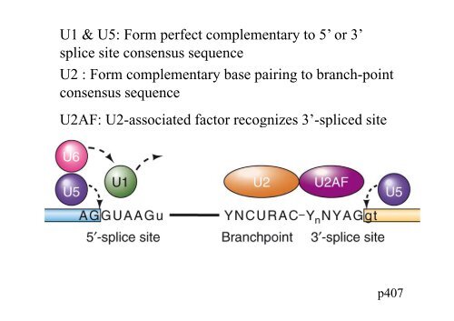 Chapter 14 RNA splicing post transcription post-transcription