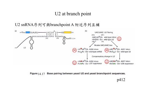 Chapter 14 RNA splicing post transcription post-transcription