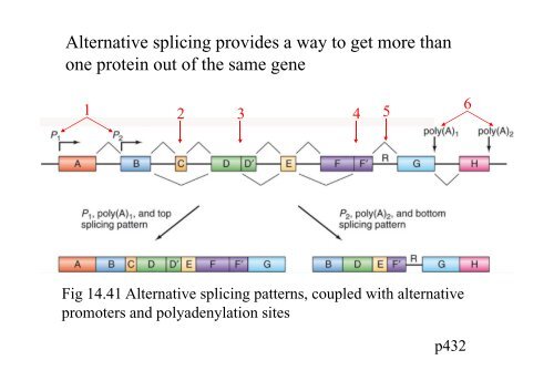 Chapter 14 RNA splicing post transcription post-transcription