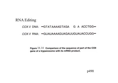 Chapter 14 RNA splicing post transcription post-transcription