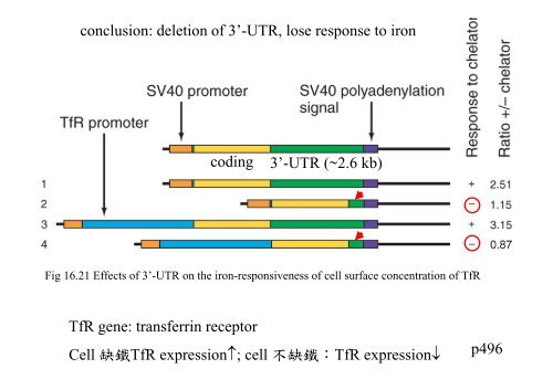 Chapter 14 RNA splicing post transcription post-transcription