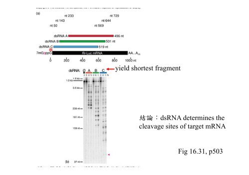 Chapter 14 RNA splicing post transcription post-transcription