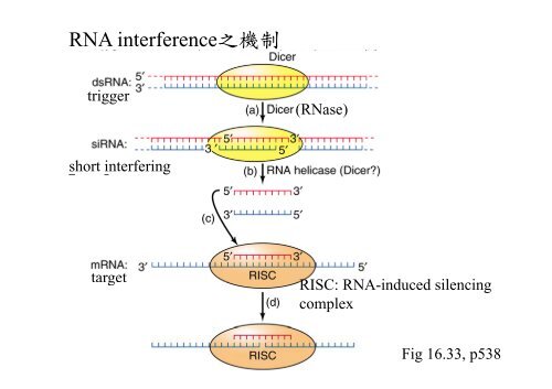 Chapter 14 RNA splicing post transcription post-transcription