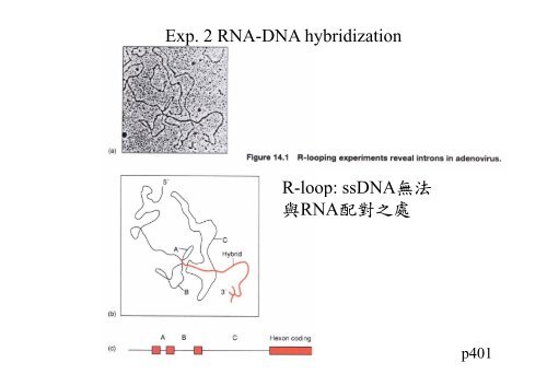 Chapter 14 RNA splicing post transcription post-transcription