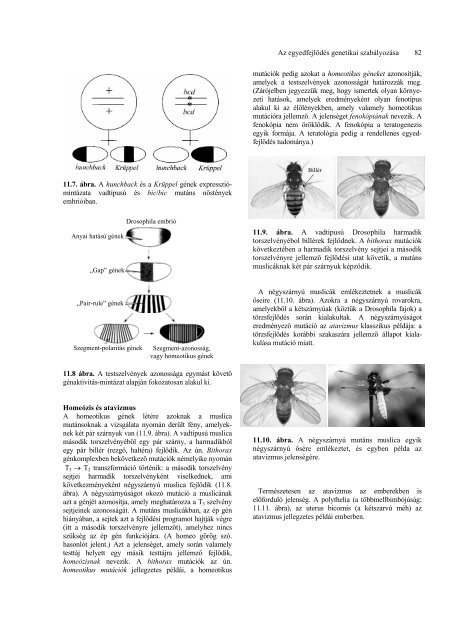 11. AZ EGYEDFEJL DÃS GENE- TIKAI SZABÃLYOZÃSA.