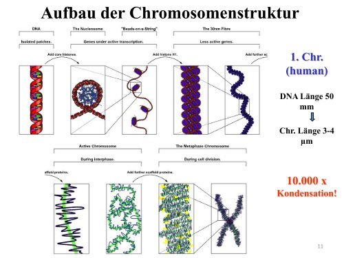 Chromosom