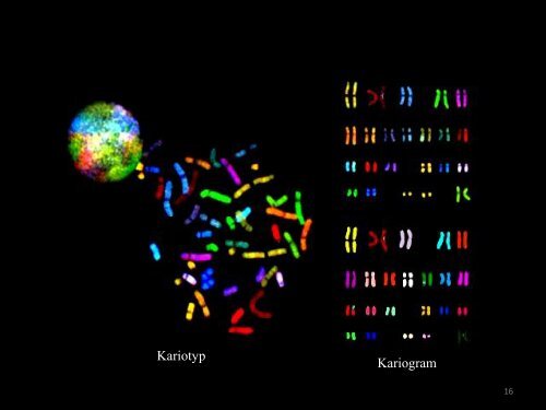 Chromosom