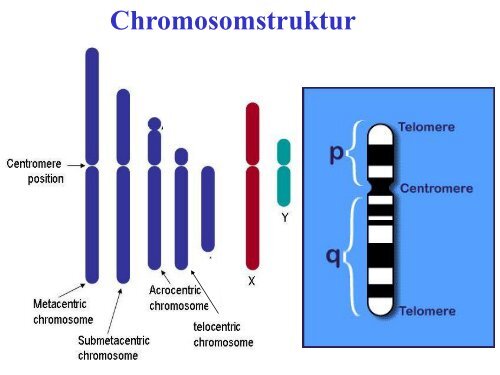 Chromosom