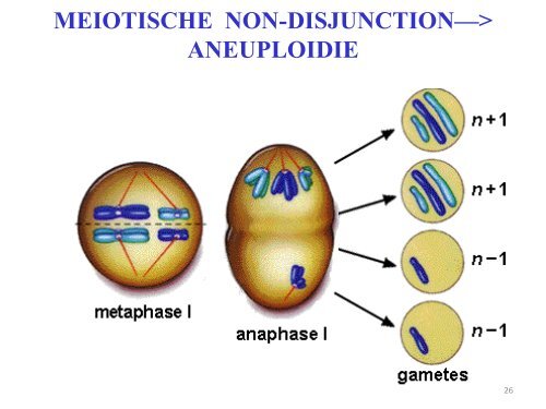 Chromosom