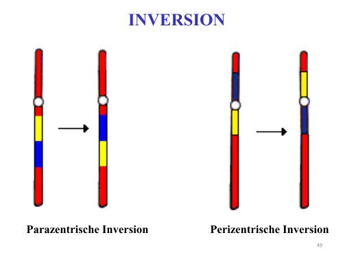 Chromosom