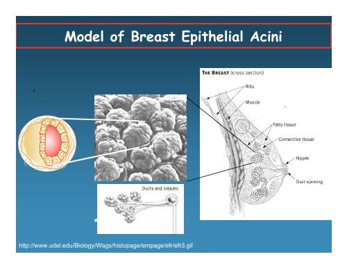 The Molecular Pathogenesis of Cancer Joan Brugge Cell Biology ...