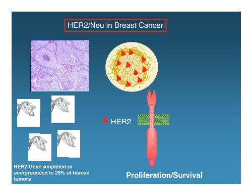 The Molecular Pathogenesis of Cancer Joan Brugge Cell Biology ...