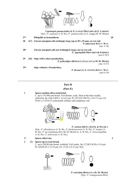 Key to Psathyrella