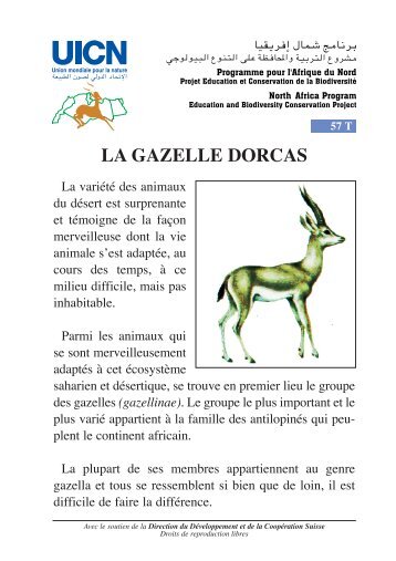 la gazelle dorcas