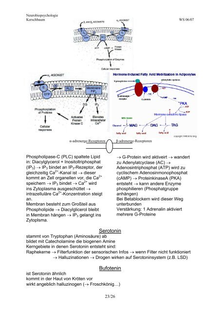 Neurobiopsychologie - Seelensammler