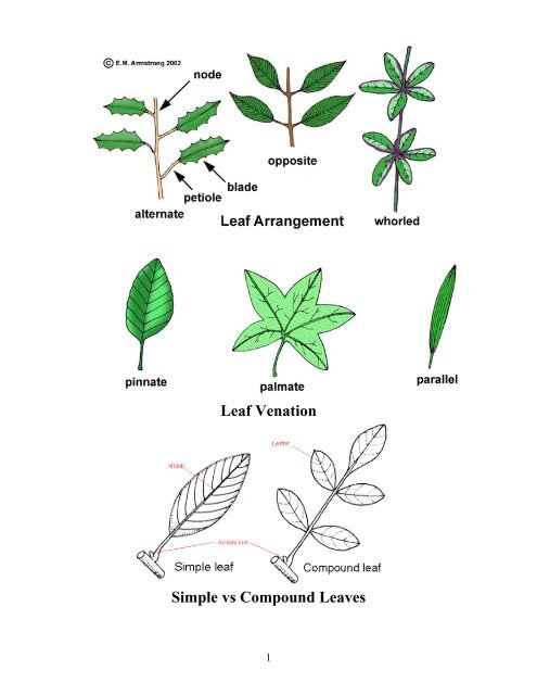 Leaf Venation Chart