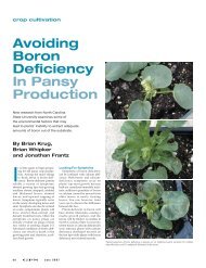 Avoiding Boron Deficiency In Pansy Production - Greenhouse ...