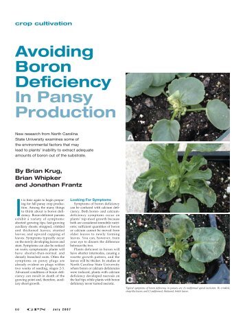 Avoiding Boron Deficiency In Pansy Production - Greenhouse ...
