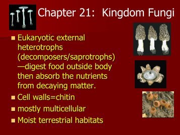 Chapter 21: Kingdom Fungi