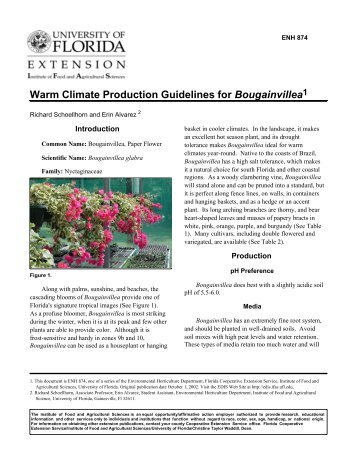 Warm Climate Production Guidelines for Bougainvillea 1
