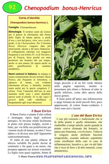 Chenopodium bonus-Henricus - Piante spontanee in cucina