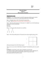 ch 9 punnet square worksheet