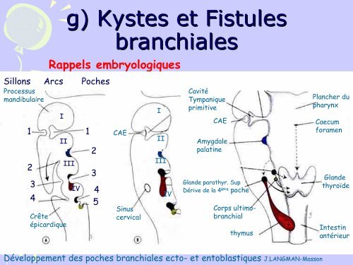 MASSES CERVICALES de l' ENFANT