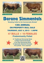 barana simmentals - Simmental Australia