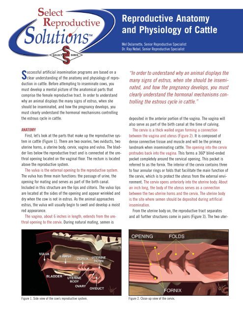 Reproductive Anatomy and Physiology of Cattle - Select Sires