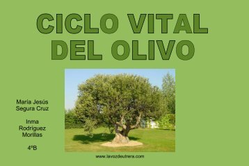 Ciclo vital del olivo