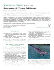 Steno bredanensis (Cetacea: Delphinidae) - BioOne