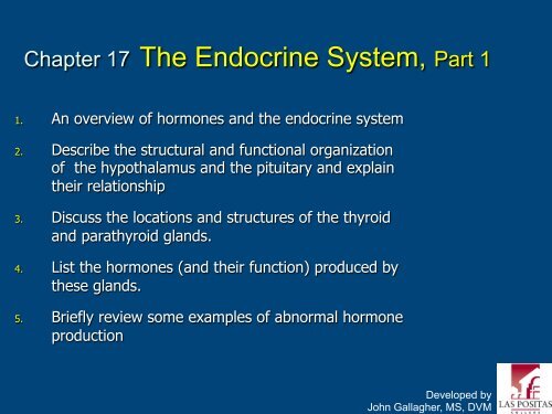 Chapter 17 The Endocrine System, Part 1