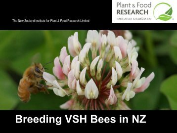 Breeding VSH Bees in New Zealand