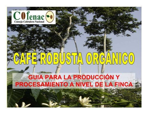 NORMAS CAFE ROBUSTA