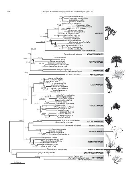 A multi-locus time-calibrated phylogeny of the brown algae ...