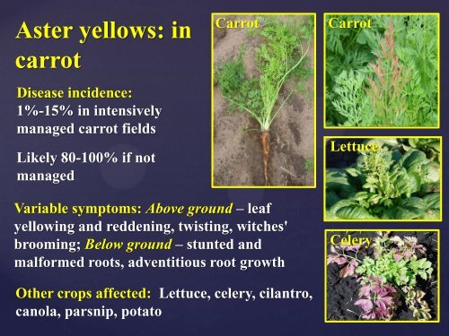 Determining the Risk Window for Aster Yellows in Carrot: New ...
