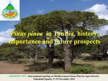 Pinus pinea in Tunisia - IAMZ